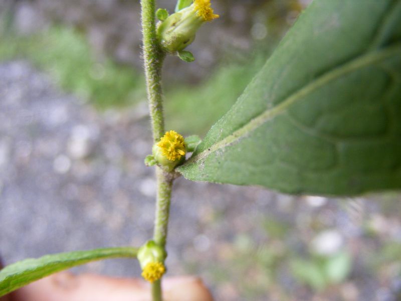 Carpesium abrotanoides eFlora of India
